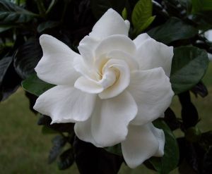 white gardenia10.jpg